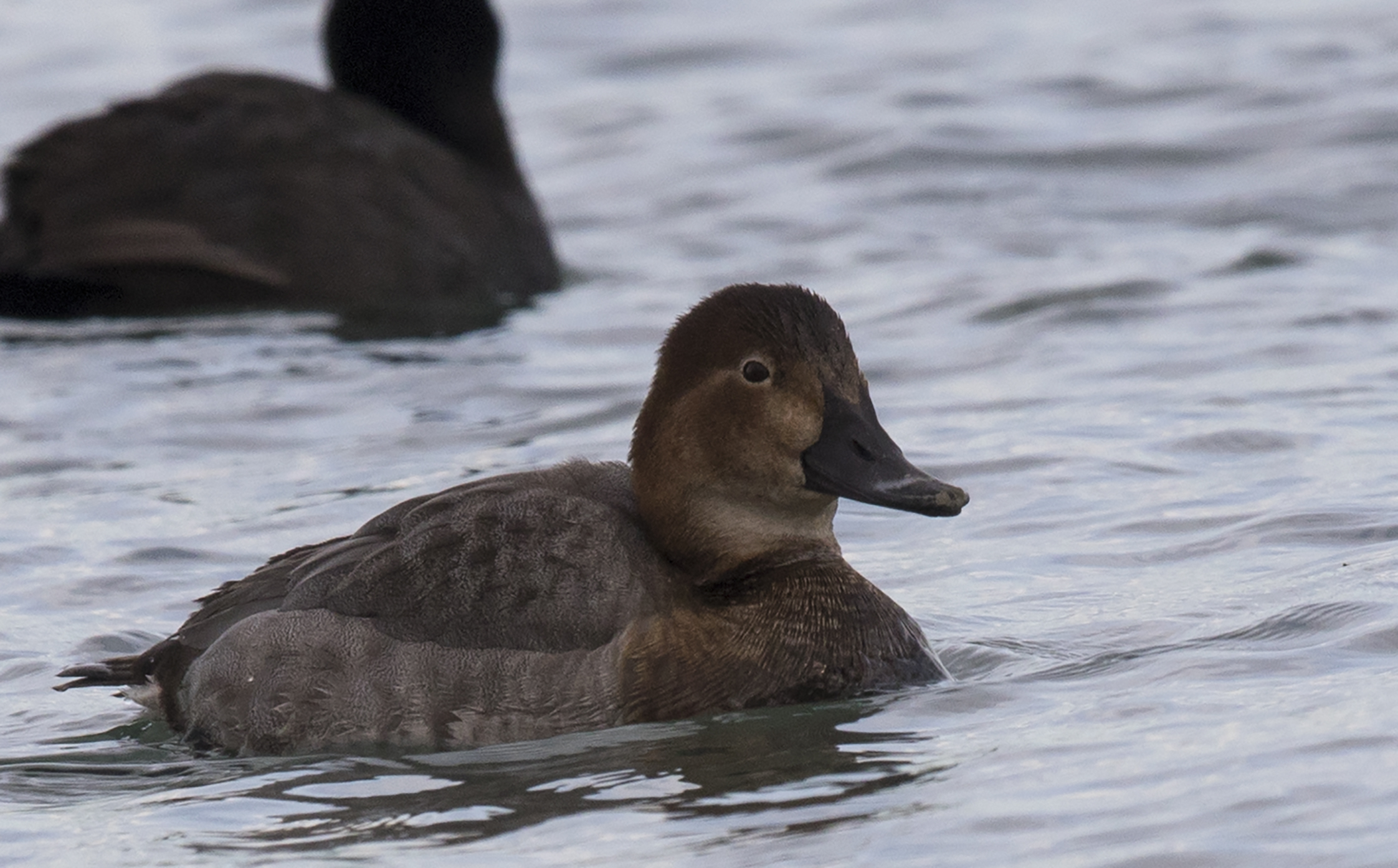 Gadwall